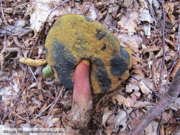 Suillellus luridus