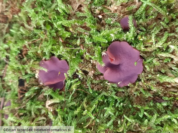 Ascocoryne sarcoides
