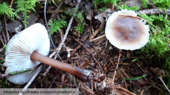 Rhodocollybia butyracea f. asema
