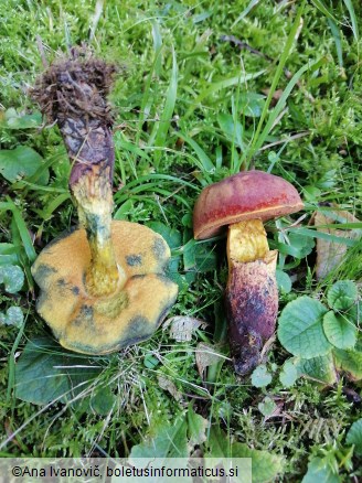 Suillellus queletii
