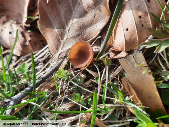 Dumontinia tuberosa