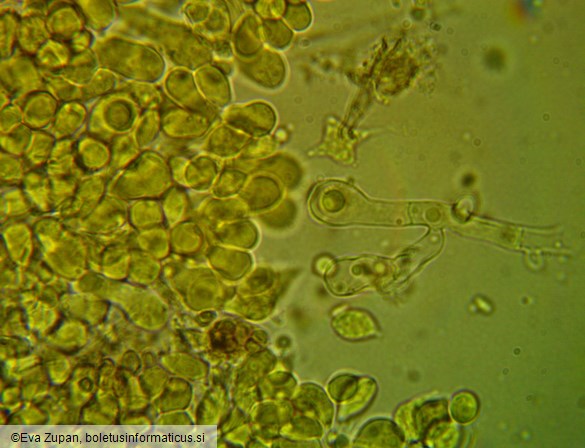 Tulasnella pallida