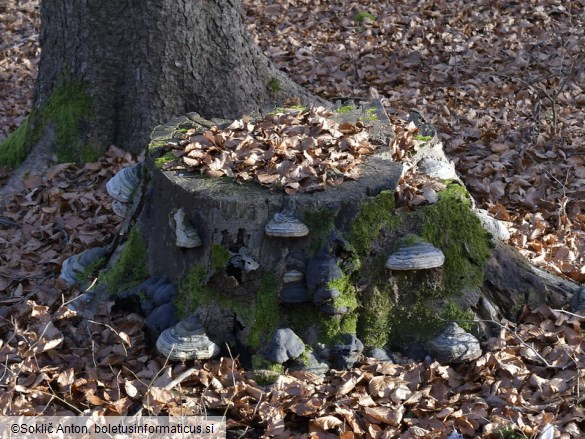 Fomes fomentarius