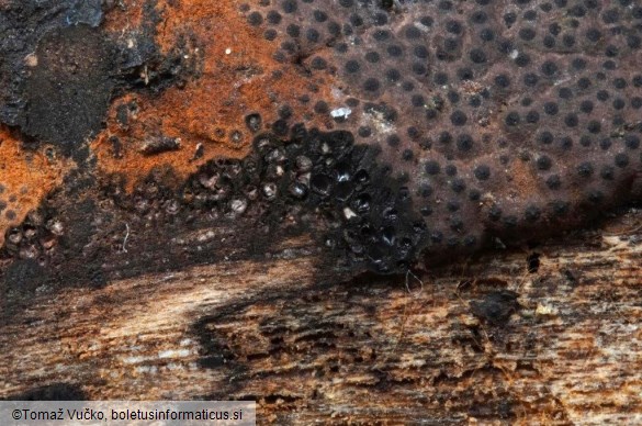 Hypomontagnella submonticulosa