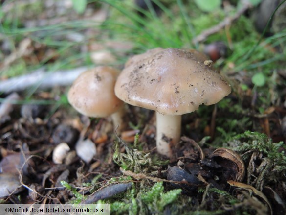 Phaeocollybia lugubris