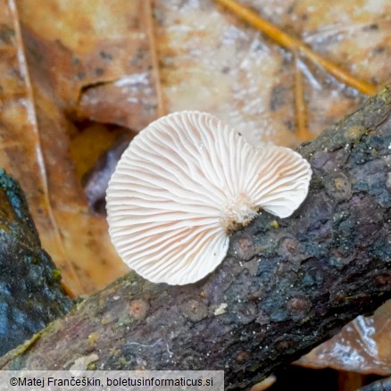 Panellus violaceofulvus