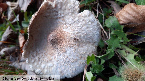 Macrolepiota mastoidea
