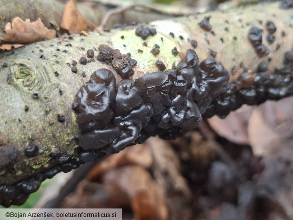 Exidia nigricans
