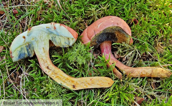 Rheubarbariboletus armeniacus