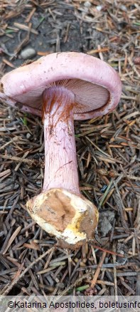 Calonarius suaveolens