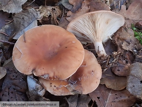 Paralepista flaccida