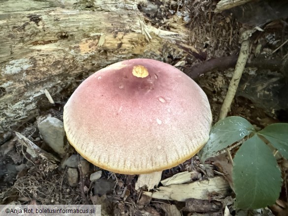 Tricholomopsis rutilans