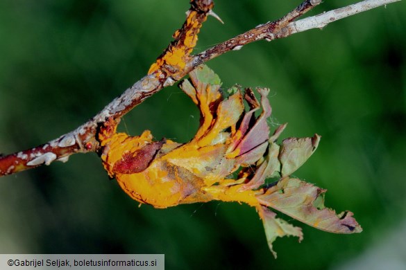 Phragmidium rosae-pimpinellifoliae