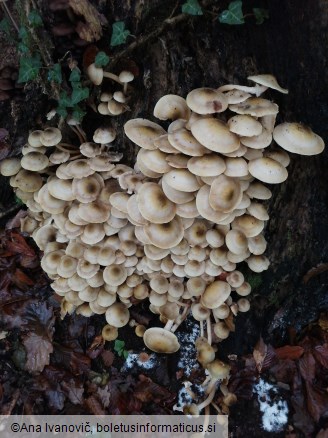 Armillaria mellea