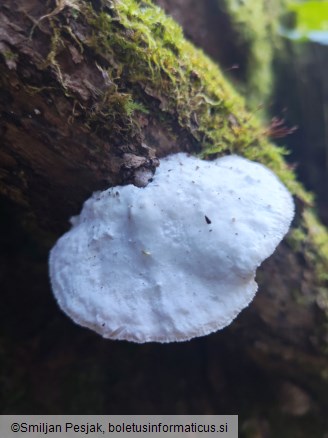 Trametes suaveolens