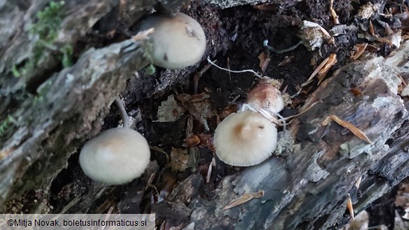 Mycena abramsii