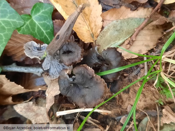 Cantharellus cinereus