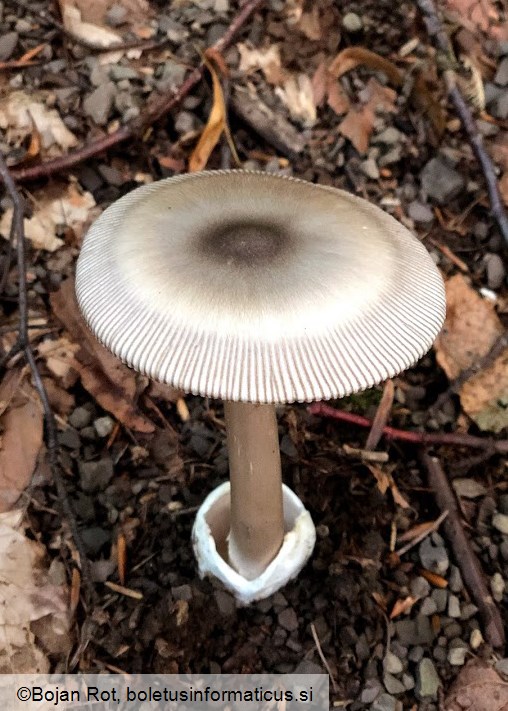 Amanita battarrae