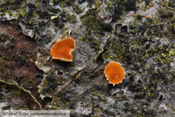 Orbilia carpoboloides