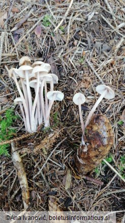 Gymnopus confluens