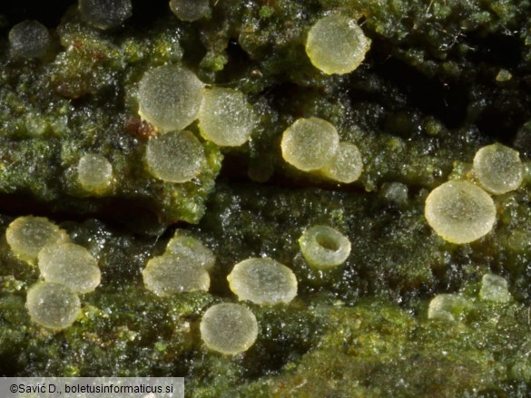 Coenogonium pineti