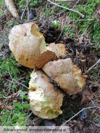 Butyriboletus appendiculatus
