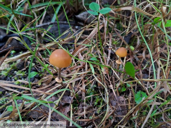 Pholiotina teneroides