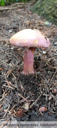Calonarius suaveolens