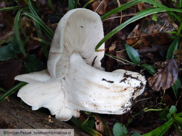Tricholoma pardinum