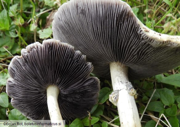 Stropharia rugosoannulata