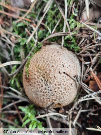 Scleroderma citrinum