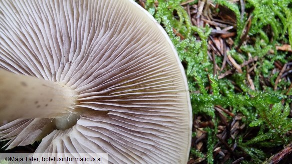 Hypholoma capnoides
