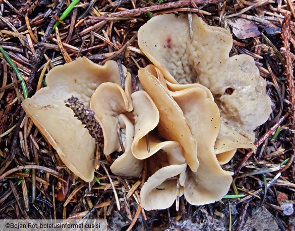 Otidea concinna