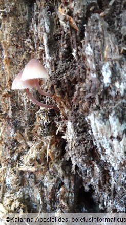 Mycena haematopus