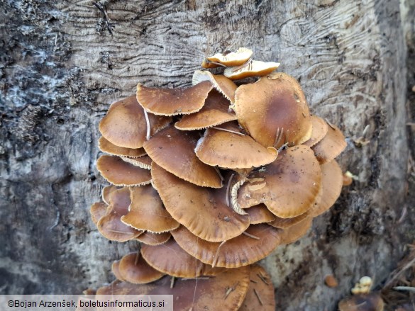 Flammulina velutipes