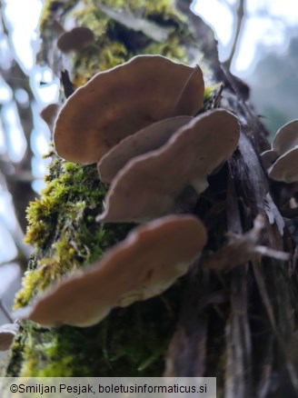 Trametes versicolor