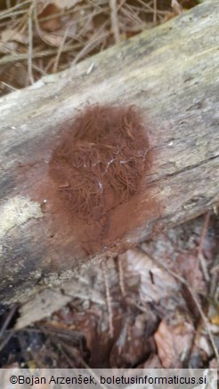 Stemonitis