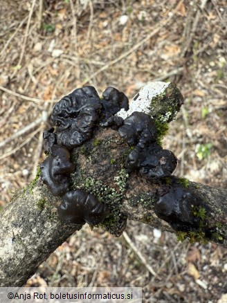 Exidia glandulosa