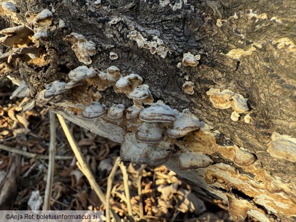 Bjerkandera adusta