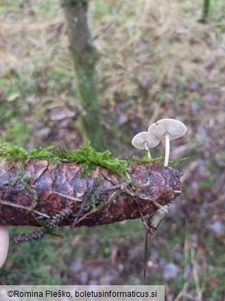 Baeospora myosura