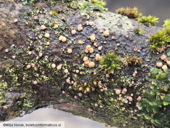 Pezicula coryli