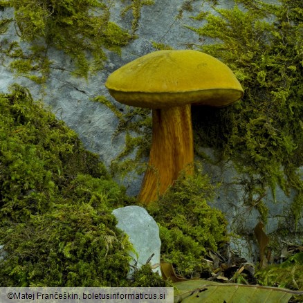 Suillellus luridus