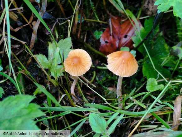 Galerina clavata