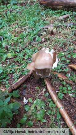 Amanita spadicea