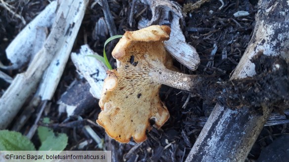 Lentinus arcularius