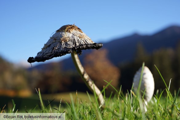 Coprinus comatus