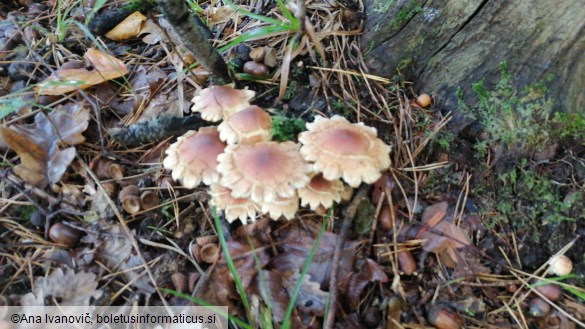 Hypholoma fasciculare