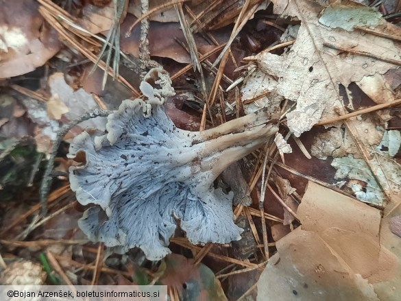 Craterellus undulatus
