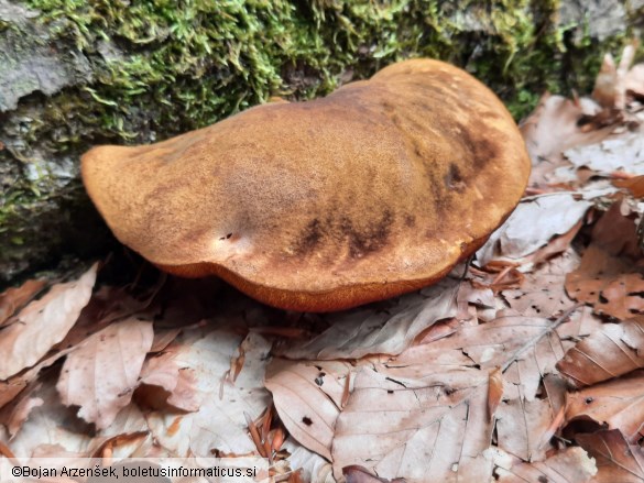 Neoboletus erythropus