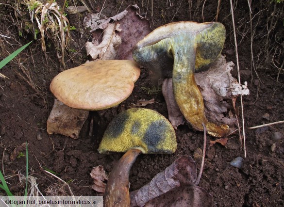 Rheubarbariboletus armeniacus